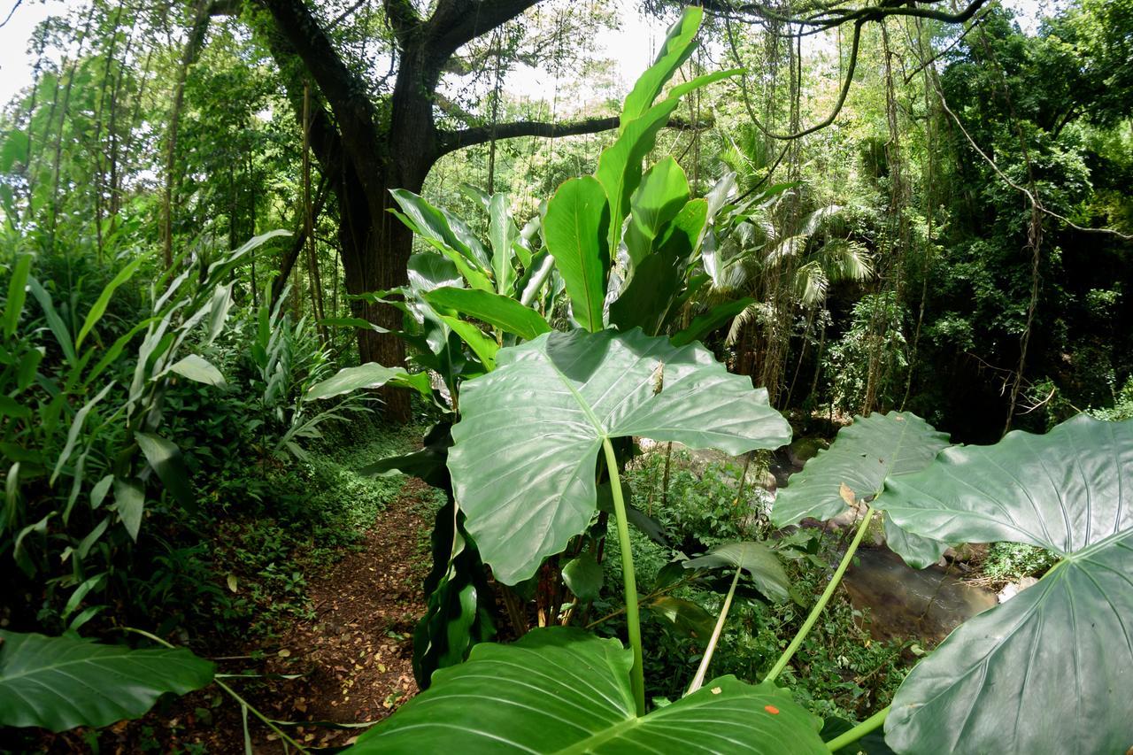 Villa Martinique Treehouse Canton Suisse Exterior foto